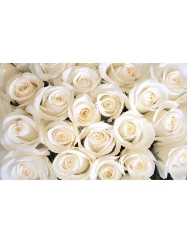 Фотообои 3D "Нежные белые розы", песок, 4х2,5м